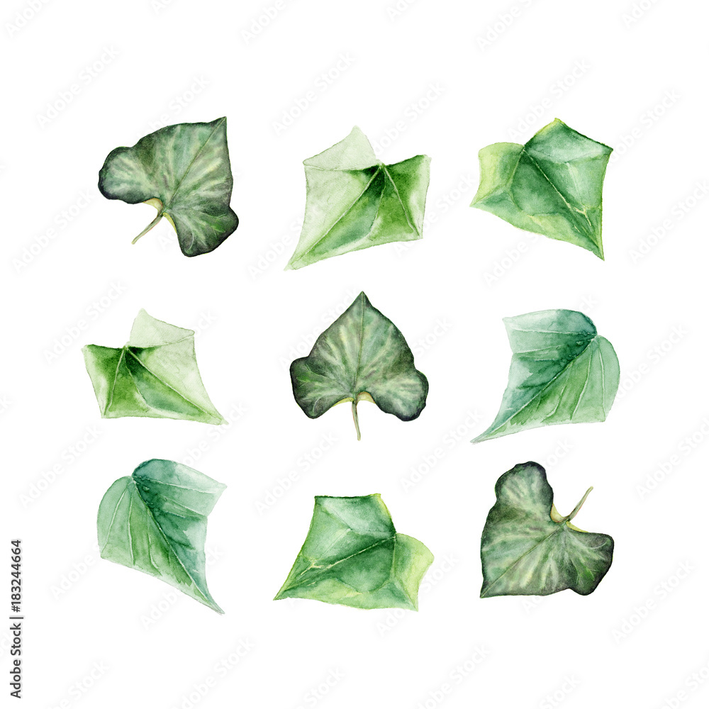 A set of hand painted watercolor illustrations of ivy leaves on white