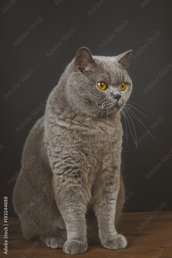 Surprised British Blue Shorthair Cat