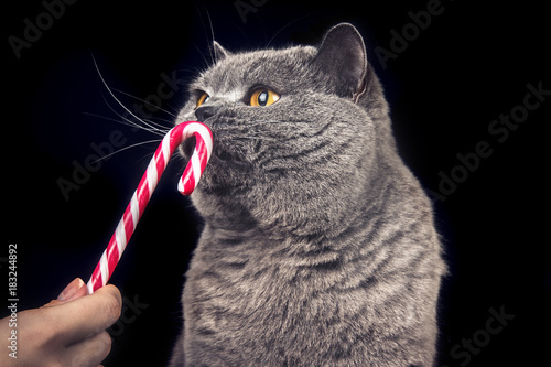British Blue Shorthair cat sniffing a lollipop