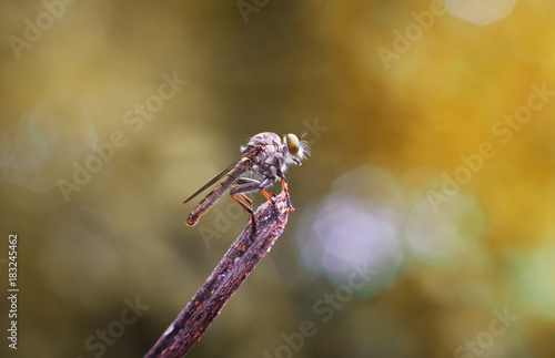 close up or macro of a little dragonfly cling on a dry branch. filtered image and light effect added. macro picture of dragonfly. wild life concept.