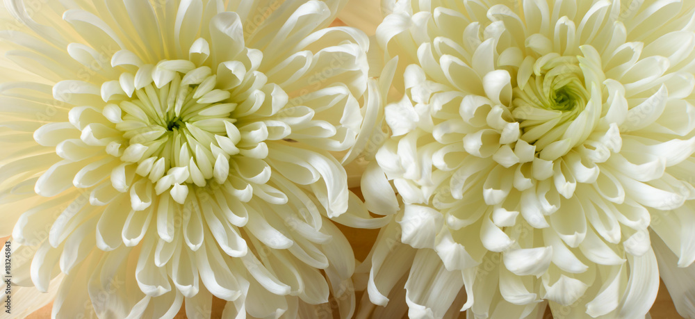 Chrysanthemums Background Chrysanthemums Background