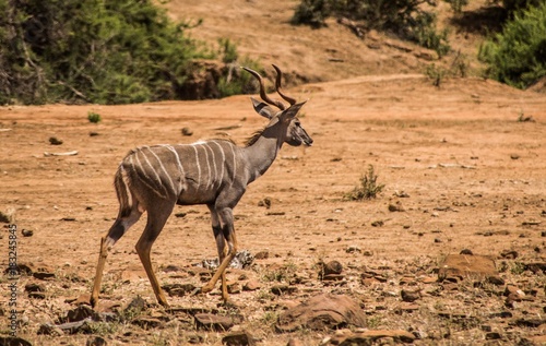 Tragelaphus Imberbis - antilope striata nella savana