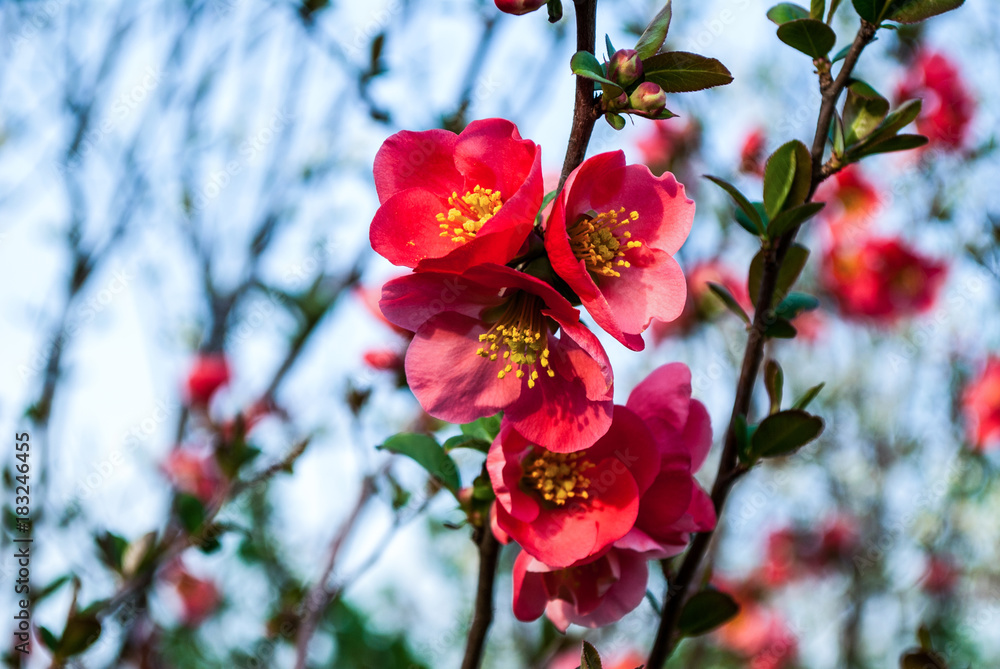 Flower of Chaenomeles japonica in nature, the background is blurred Flower of Chaenomeles japonica in nature, the background is blurred