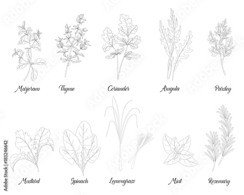 herbs and spices for cooking
