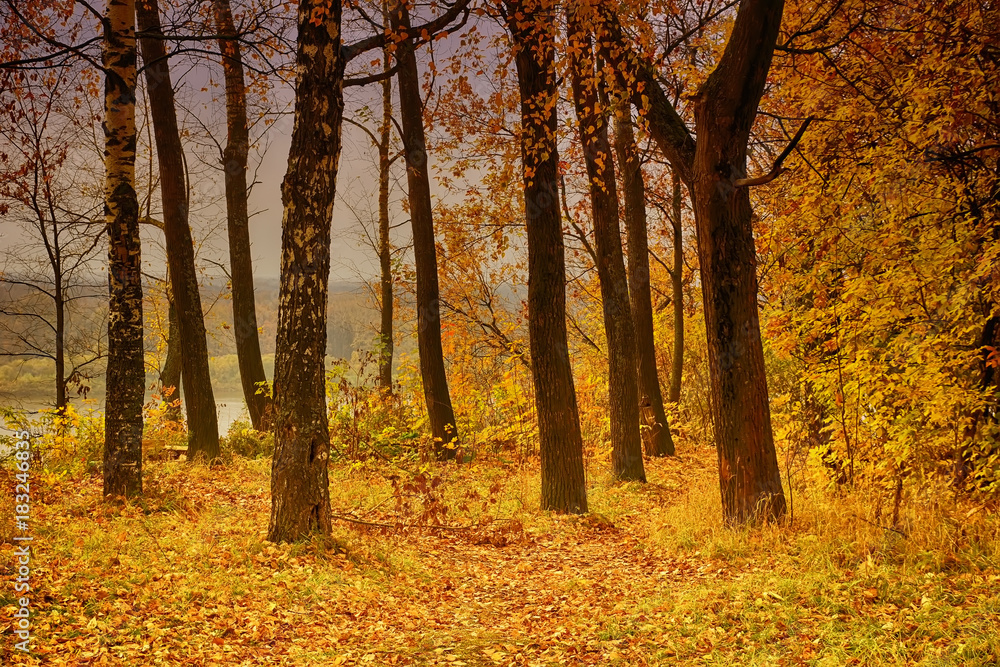 Fototapeta premium golden autumn trees on the river bank yellow leaves