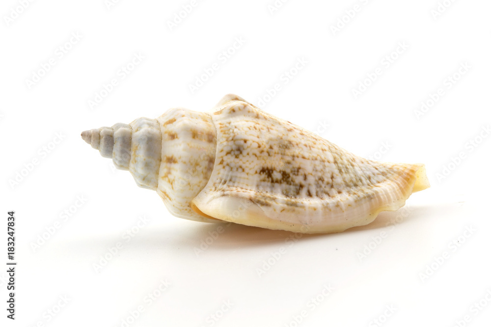 shell on white background, clipping part