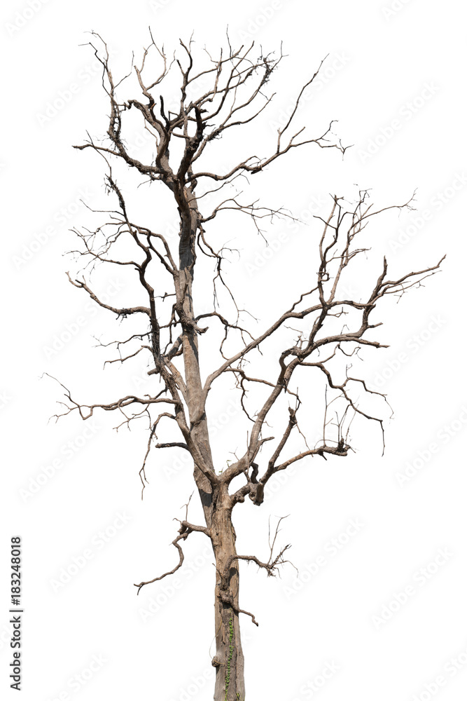 Dead tree isolated on white background Dead tree isolated on white background