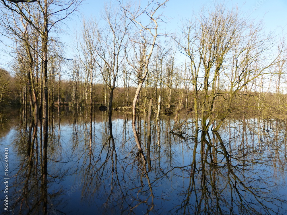 Standing still in renatured moor forest at water side in Aurich Ostfriesland North Sea North Gwermany - Nordsee Norddeutschland - Moorwald Aurich Naturschutz Landleben landlife Standing still in renatured moor forest at water side in Aurich Ostfriesland North Sea North Gwermany - Nordsee Norddeutschland - Moorwald Aurich Naturschutz Landleben landlife