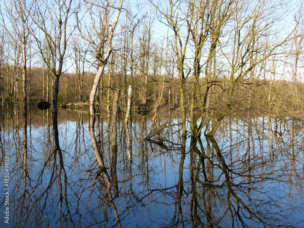 Obraz premium End of autumn - start of winter - in moor forest - Moor Wald - Moorwald Aurich Ostfriesland Nordsee - North Sea Naturschutz natural reserve Landleben landlife wild nature