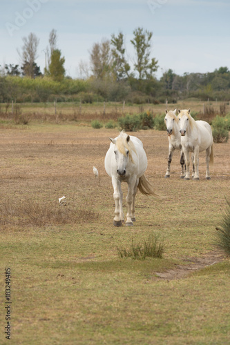 Three Camargue Horses walking toward the camera through a grassy pasture. 