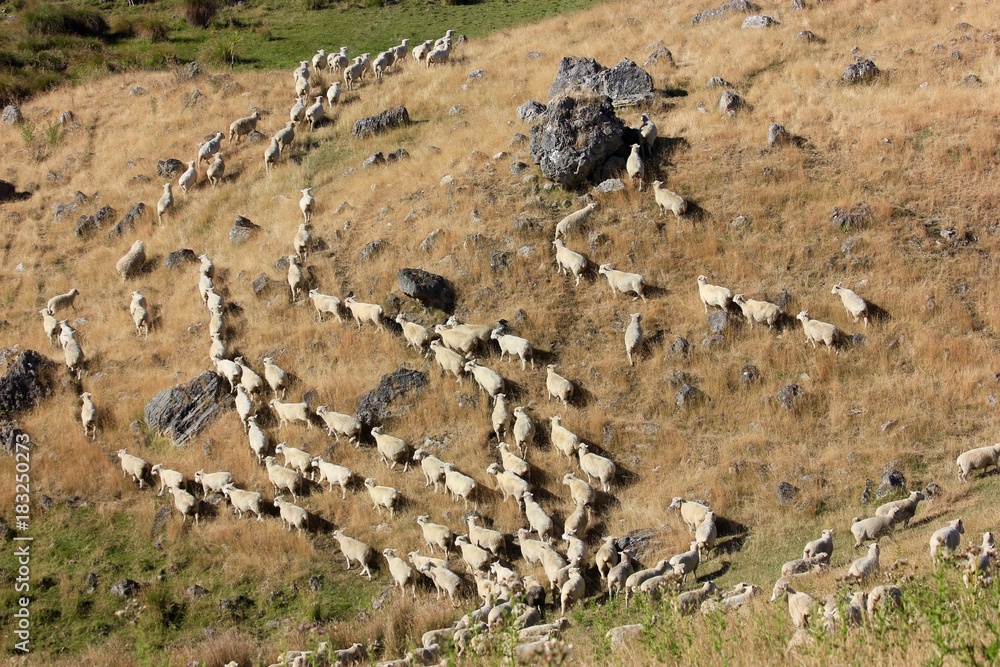 Flock of Sheep in New Zealand following trails in the rugged hillside