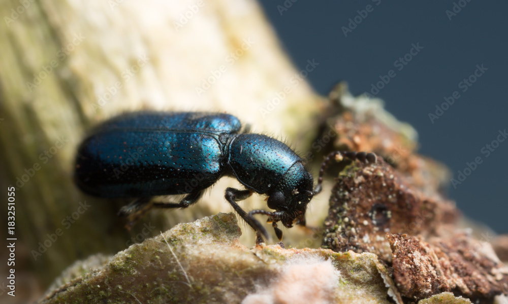 Checkered beetle, Korynetes caeruleus on wood, macro photo Checkered beetle, Korynetes caeruleus on wood, macro photo