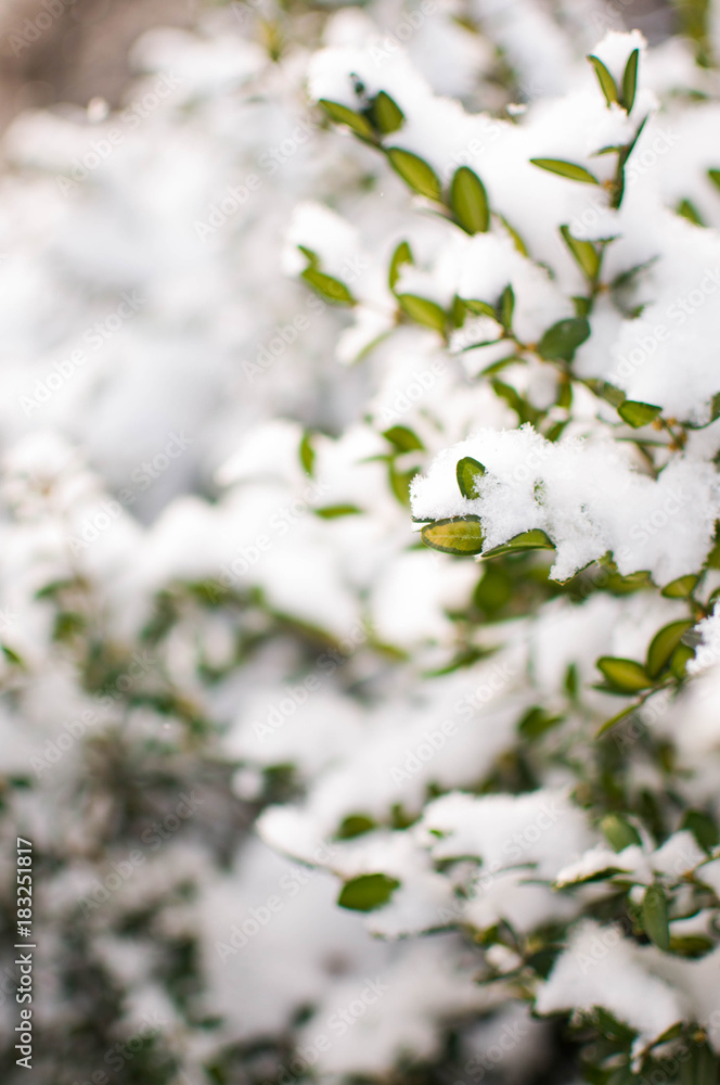Green plant with snow Green plant with snow