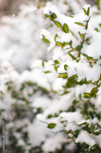 Green plant with snow © Nik Viatkin