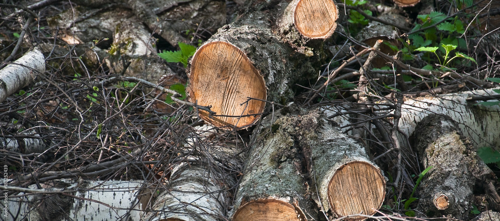 Dumped in a pile of sawn logs of birch in the forest after the sanitation of fallen and hazardous trees