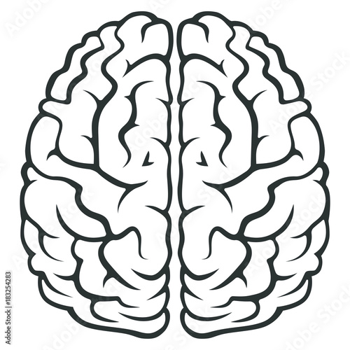 The human brain