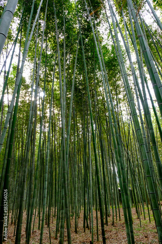 Arashiyama bamboo forest in Kyoto  Japan