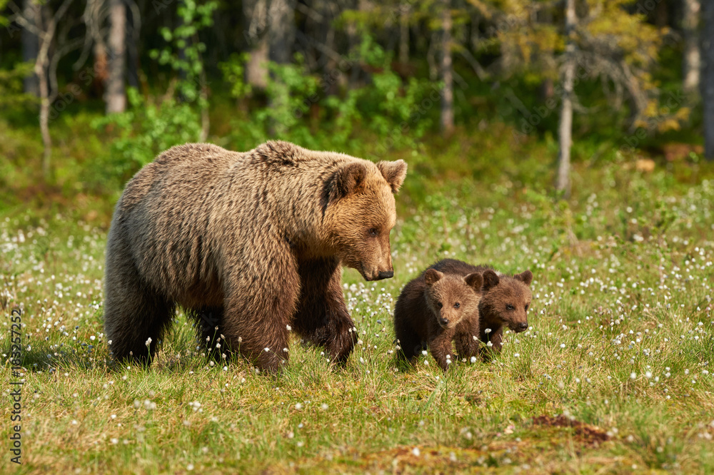 Mother brown bear and her cubs