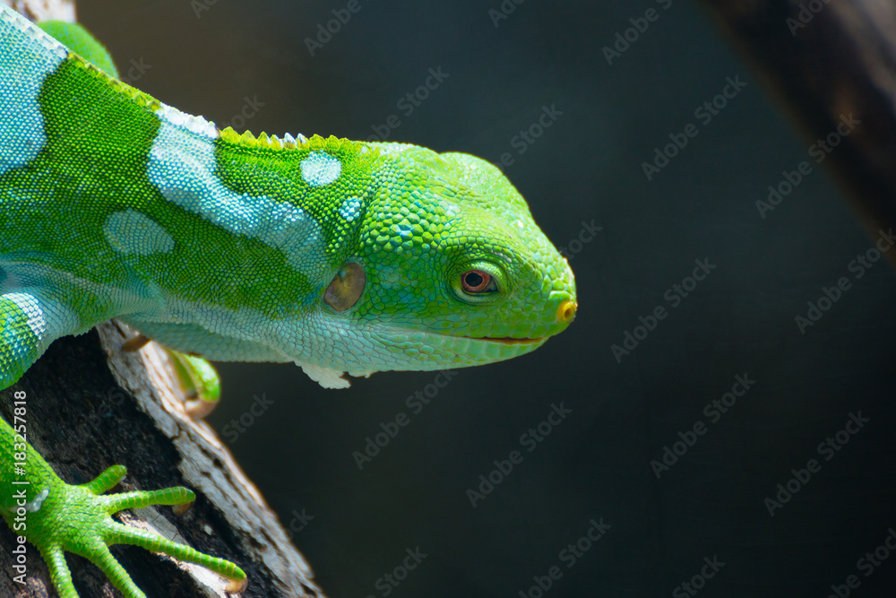 Naklejka premium An Iguana from Fiji
