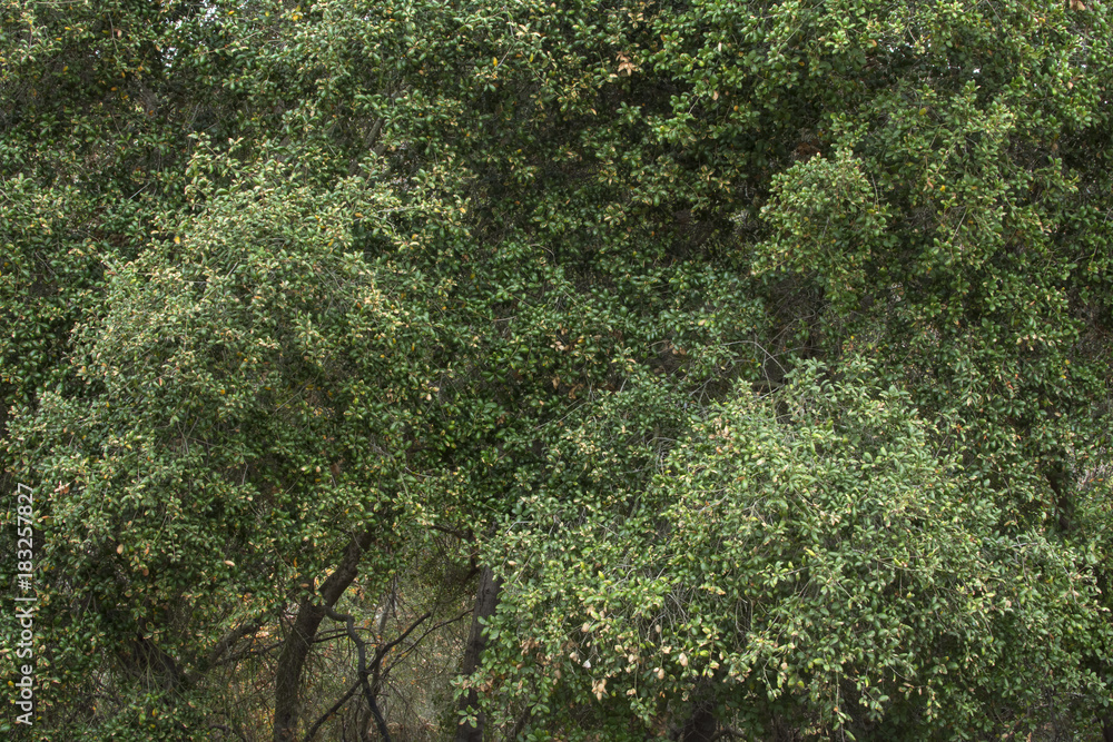 Fototapeta premium Dense oak trees in natural lighting