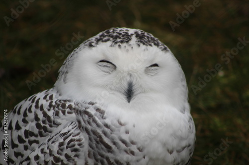 hilarious snowy owl portrait photo funny face