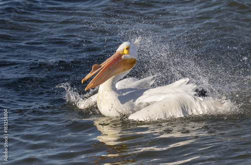 American white pelican (Pelecanus erythrorhynchos) taking bath, Galveston, Texas, USA.