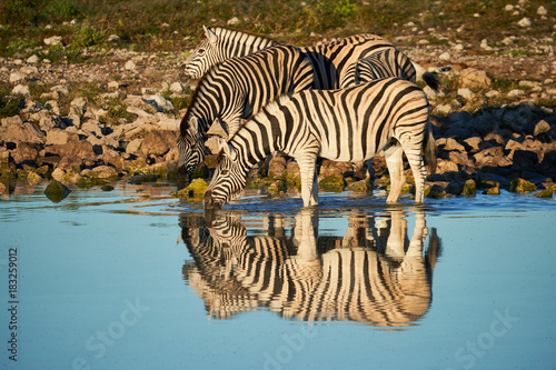 Burchell's zebras (Equus quagga burchellii) drink at a waterhole