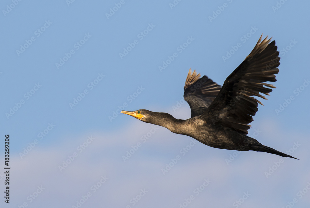 Obraz premium Neotropic cormorant (Phalacrocorax brasilianus) flying, Galveston, Texas, USA