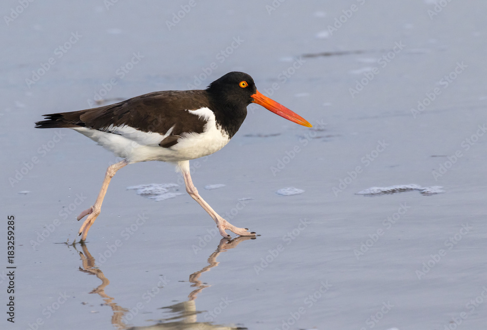 American oystercatcher (Haematopus palliatus) at the ocean coast, Galveston, Texas, USA. American oystercatcher (Haematopus palliatus) at the ocean coast, Galveston, Texas, USA.