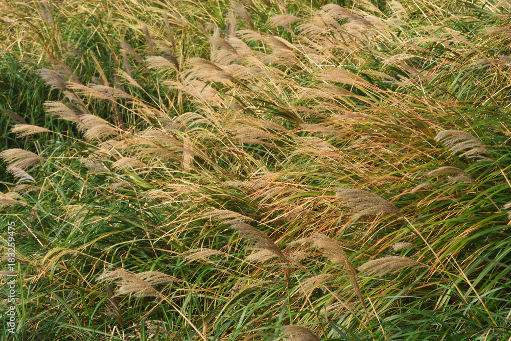 Chinese silvergrass in autumn at Yangmingshan National Park, Taipei, Taiwan Chinese silvergrass in autumn at Yangmingshan National Park, Taipei, Taiwan