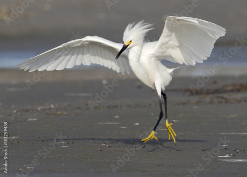 Photography Snowy egret (Egretta thula) walking with threatening posture, Galveston, Texas, USA