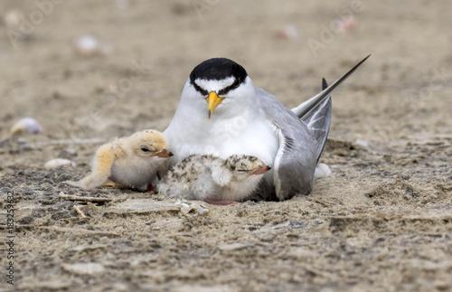 The Least Tern (Sternula antillarum) on the nest with newborn chicks, Galveston, Texas, USA. photo