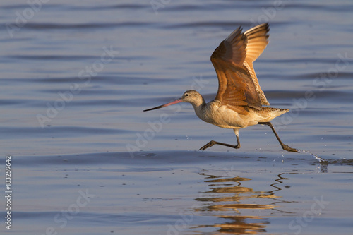 Marbled godwit (Limosa fedoa) taking off at the ocean coast, Galveston, Texas, USA. photo