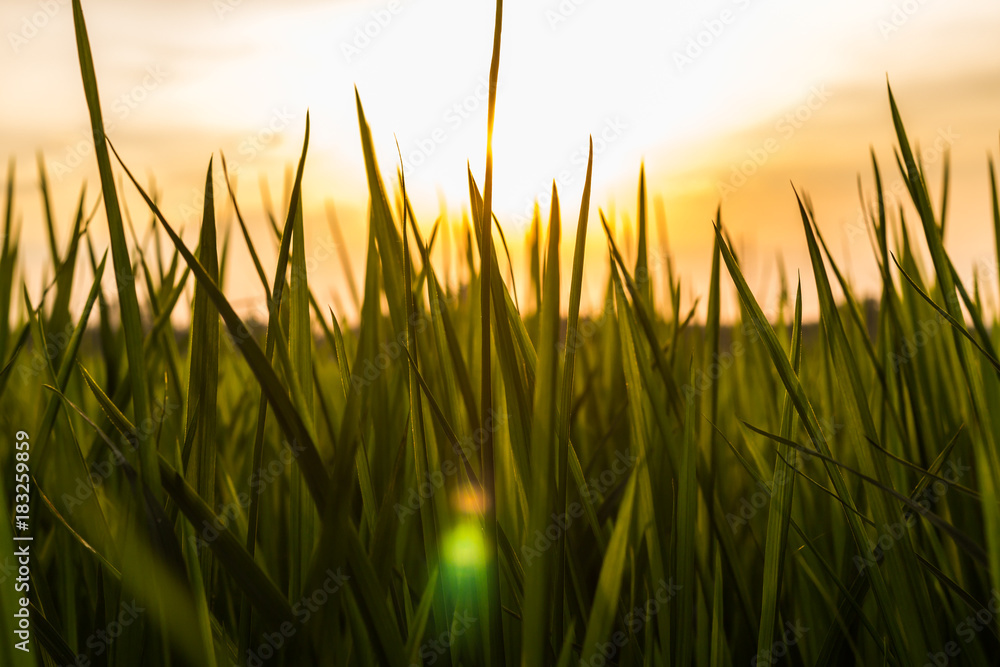 Leaves of rice plant and sunlight.