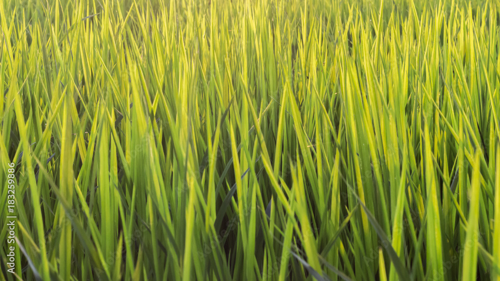 Obraz premium Close up leaves of rice plant.