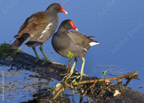 Two common gallinules (Gallinula galeata) in a swamp against the quiet water reflecting bright blue sky, Brazos Bend state park, Needville, Texas, USA
