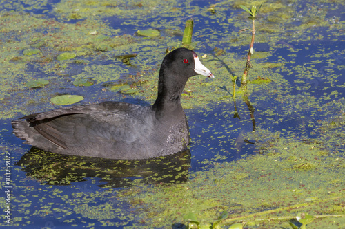 American coot (Fulica americana) in a swamp covered by duckweed, Brazos Bend state park, Needville, Texas, USA photo