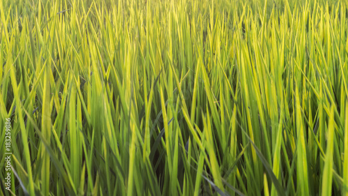 Close up leaves of rice plant.