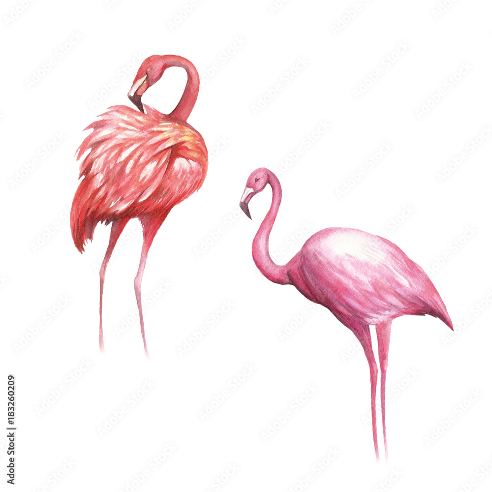 Naklejka premium Pink flamingo isolated. Hand draw watercolor illustration