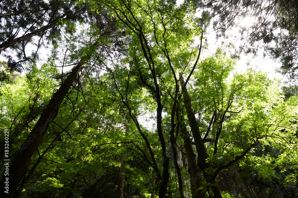 Fototapeta premium 和泉葛城山登山道