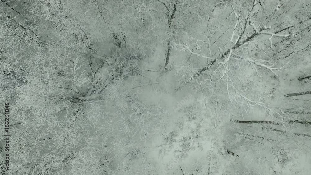 Winter forest aerial view Winter forest aerial view