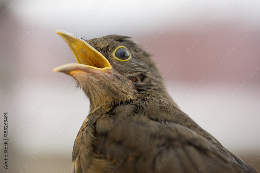 Obraz premium rufous-bellied thrush