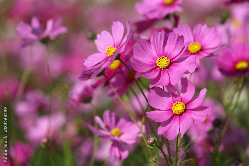 Blooming pink cosmos flower in green field