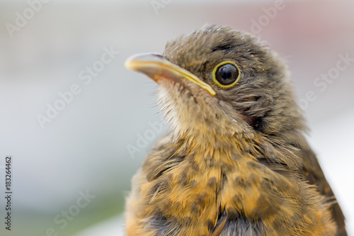 Fotografie, Obraz rufous-bellied thrush
