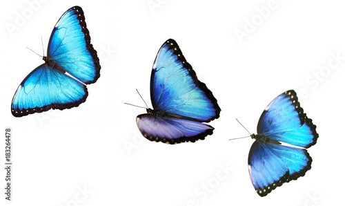 A collage of isolated flying bright opalescent blue morpho butterflies, Morpho helenor marinita. The butterflies are flying one by one on white background. For a postcard, greeting card or wallpaper photo