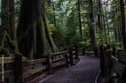 Rain forest Path in Vancouver island