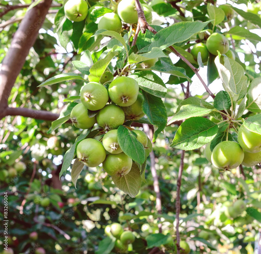 Apples on a branch.