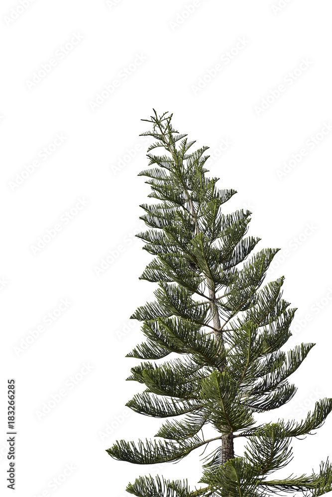 spruce tree isolated on white spruce tree isolated on white