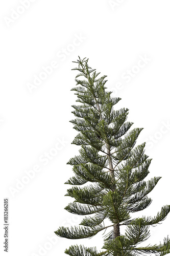 spruce tree isolated on white