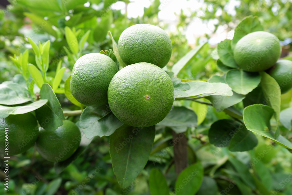 Close up green lemon in garden, Thailand